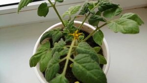 Томаты на подоконнике/Как вырастить помидоры круглый год/2 сезон