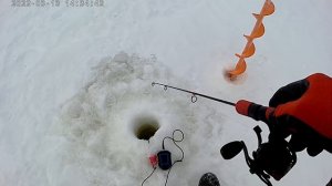 Клёв мелкого  Судака на ратлин