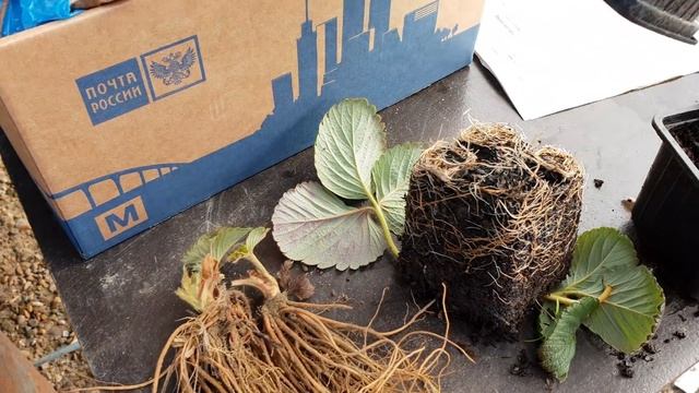 Рассада ОКС, ЗКС и ФРИГО. Что это такое, раскажу в этом видео. смотреть онлайн