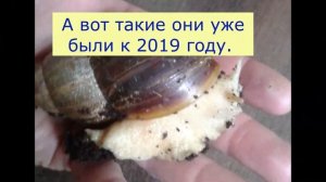 Ахатины: африканские улитки. Как они изменились в размерах за год с лишним. #ахатины #улитки