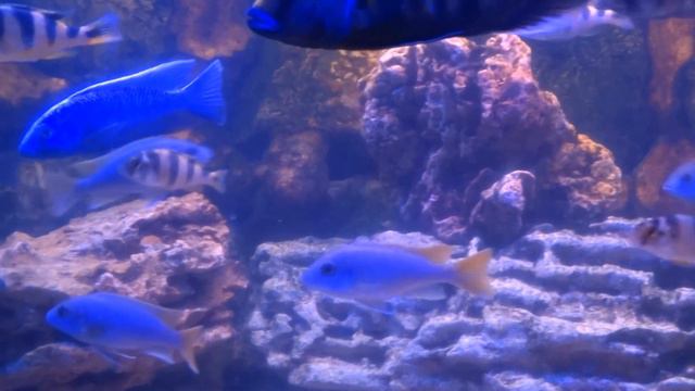 аквариум 350 литров смотреть онлайн