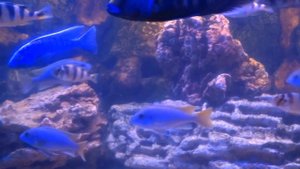 аквариум 350 литров