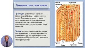 Биология, 10-й класс, Организация клеток в составе растительных тканей