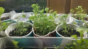 КАК ВЫРАСТИТЬ ЛОБЕЛИЮ В ОДНОМ ВИДЕО,ПОСЕВ,УХОД,ПОЛИВ,ПИКИРОВКА И ЦВЕТЕНИЕ