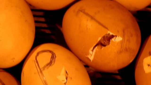 Вывод цыплят. Инкубатор, первый опыт. смотреть онлайн
