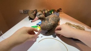 Оснастка утиных чучел. Просто, надёжно, бюджетно. Надувные утиные чучела north way Softplast.