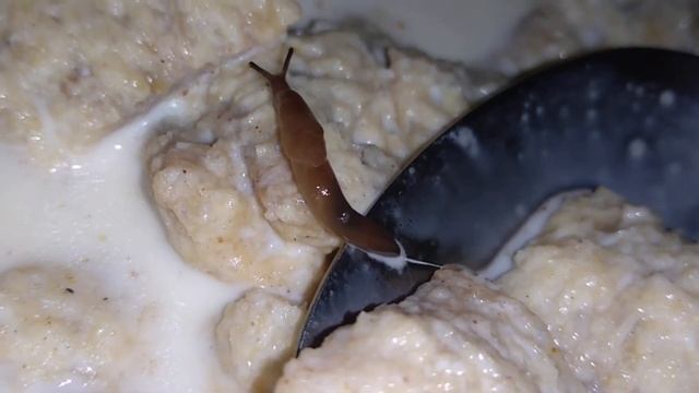 Что делать если пропал аппетит ???? НОВИНКА (НЕ ПЕРЕЗАЛИВ) смотреть онлайн