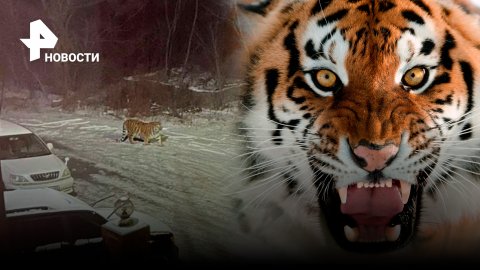 "Просто прогулялся": крупный и упитанный тигр напугал жителей Приморья / РЕН Новости