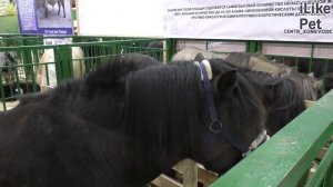 Якутская лошадь. Особенности, уход