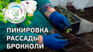 Пикировка капусты брокколи. Как пикировать рассаду капусты брокколи.