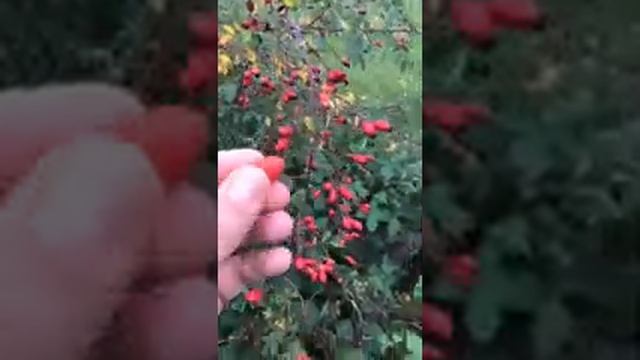 L’églantier (Rosa canina) смотреть онлайн