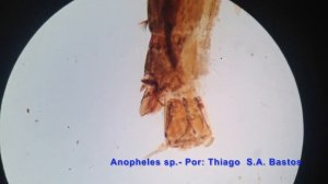 Anopheles (larva)