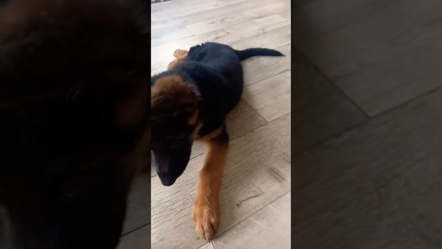 Обучение щенка немецкой овчарки команде кувырок изучаем азы2 месяц