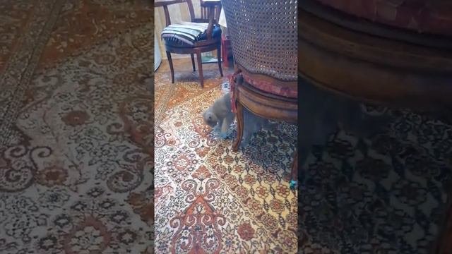 Игрушка из пластиковой бутылки / За 1 минуту