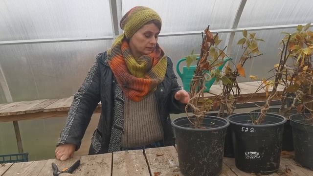 Гортензию отправляю на зимовку смотреть онлайн