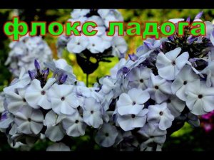 Флокс Ладога