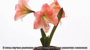 Почему не цветет гиппеаструм — растут только листья