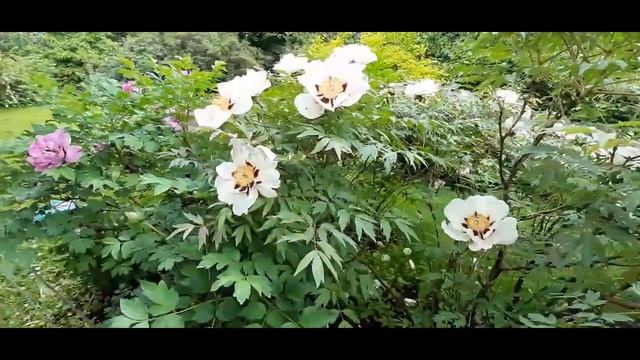 Ботанический сад МГУ. Аптекарский огород (часть 1)
