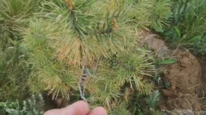 Обзор сада готовлюсь опрыскать деревья хорус + искра + кинмикс