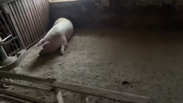 Свині 5 місяців 200 кг Купили авто смотреть онлайн