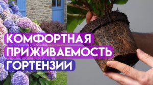 Пересадка гортензий гарантированная приживаемость