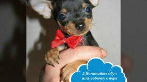 Уход за щенками той-терьера