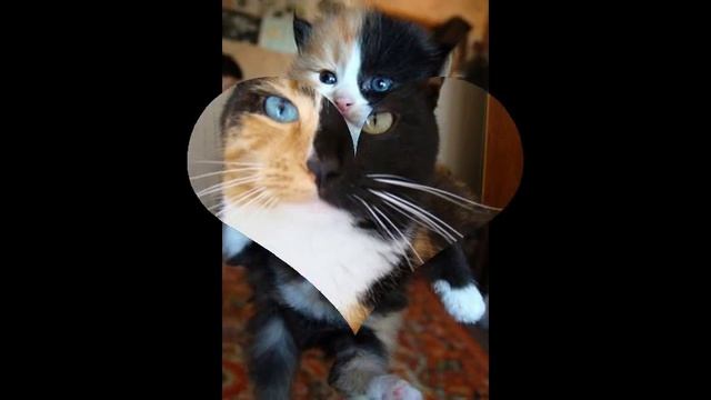 чёрно-рыжие котята смотреть онлайн