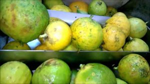 Масло бергамота