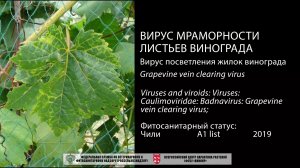 Вирус мраморности листьев винограда (Grapevine vein clearing virus)