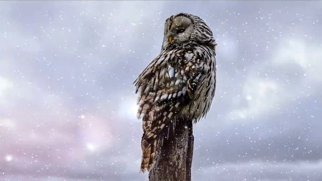 Футаж №265 Зимняя сова смотреть онлайн