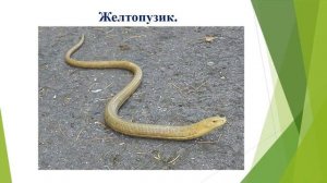 Слайд-викторина "По страницам "Красной книги"