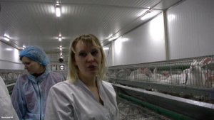 Как размножаются кролики (ферма кроликов в Чите, размножение кроликов)