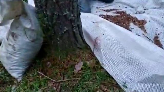 Стан в кедровом лесу. Переработка кедровой шишки вручную.