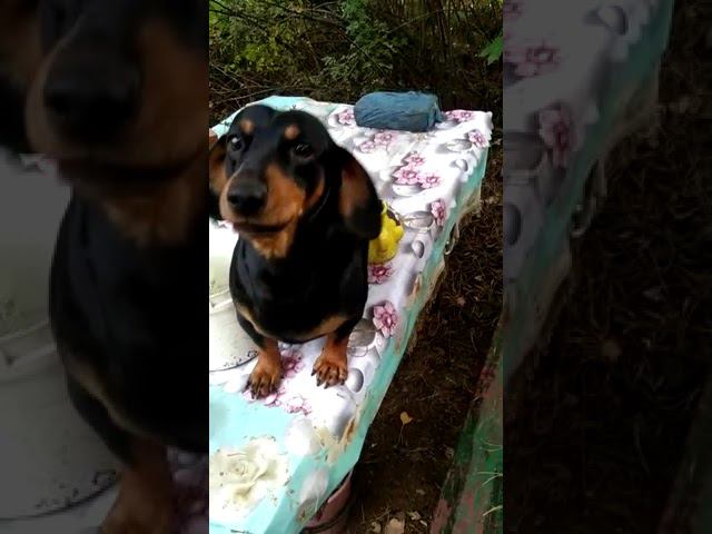 И снова такса и снова ... ведро смотреть онлайн