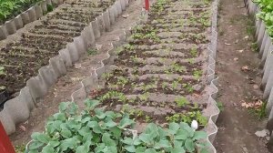 Заработок на рассаде - что выращивать? Готовим продукцию к продаже