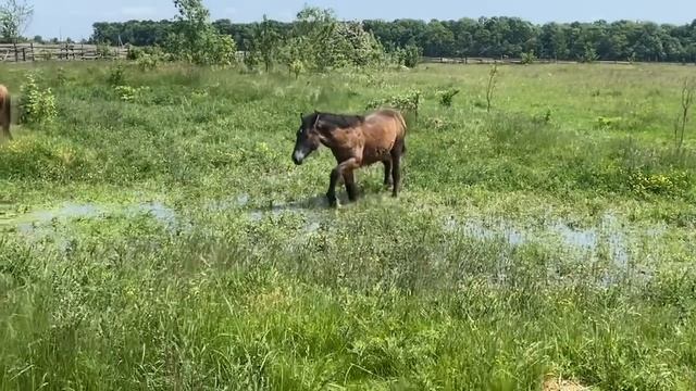 ?Великий Вибір Лошат на Продажу??? смотреть онлайн