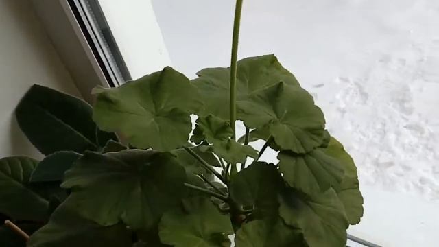 Расцвела герань. Красота!!! смотреть онлайн