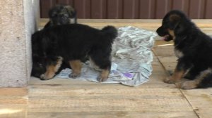 Конфетные ЩЕНКИ Длинношерстной Немецкой Овчарки 1 месяц. Одесса. Украина.