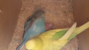 Как волнистые попугаи ухаживают за птенцами