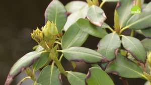 Как выращивать в саду жёлтый рододендрон. Пристановка. Как выращивать в саду незимостойкие цветы