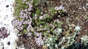 Железница крымская (чабан-чай, лимонник, татар чай)