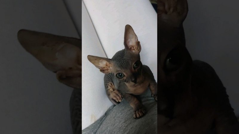 Забавный сфинкс  #коты #сфинкс #сфинксы #смешныекоты #рек #тренды