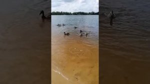 Мои любимые братишки 3 года, 1 месяц я их люблю.