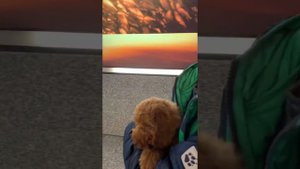 Labradoodle puppy 2 Months.  У нас пополнение ... щенок лабрадудля 2 месяца.