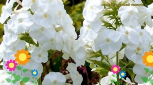 Флокс метельчатый Белый Адмирал. Краткий обзор, описание phlox paniculata White Admiral