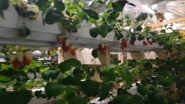 // КЛУБНИКА АЛЬБА ПЕРВАЯ ЯГОДА // ТАРА ДЛЯ КЛУБНИКИ // смотреть онлайн