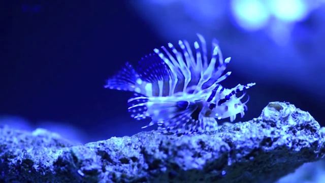 Zebra Lionfish - Dendrochirus zebra смотреть онлайн