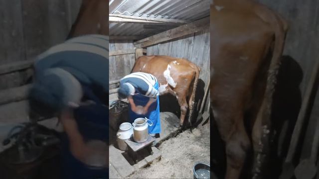 Баженит Доит Коров Один Дома Без Женщины смотреть онлайн