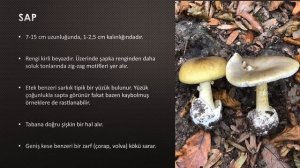 Dünyanın en zehirli mantarı - Amanita phalloides - Köygöçüren