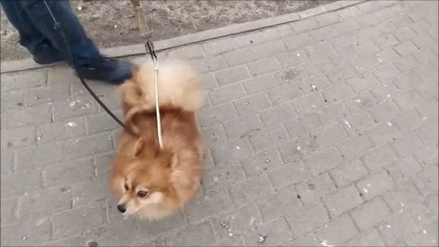 Беспокойный шпиц.